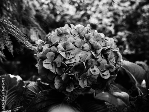 Hydrangea flower