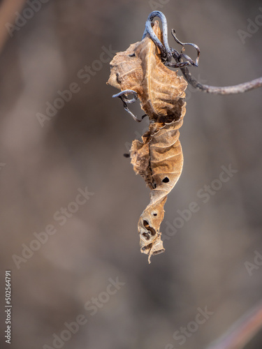 Close-up of a dried wilted leaf hanging from a vine plant in the forest on a cold january day with a blurred brown background.