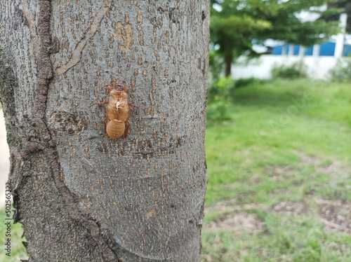 Insect molting cicadas on tree in nature.