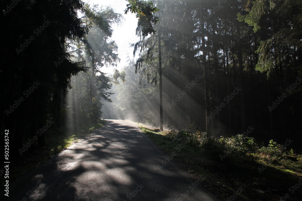 Obraz premium Nebeliger Wald mit Sonne
