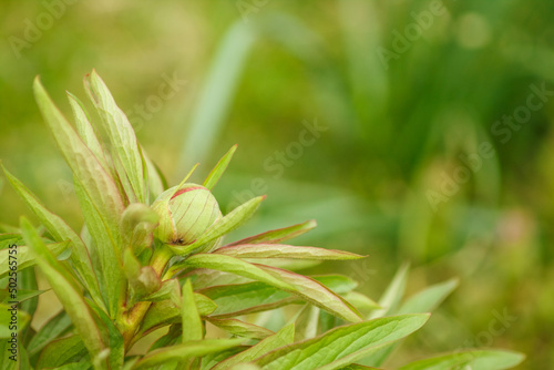Background from green leaves of ornamental plant. Small depth of field  DOF 