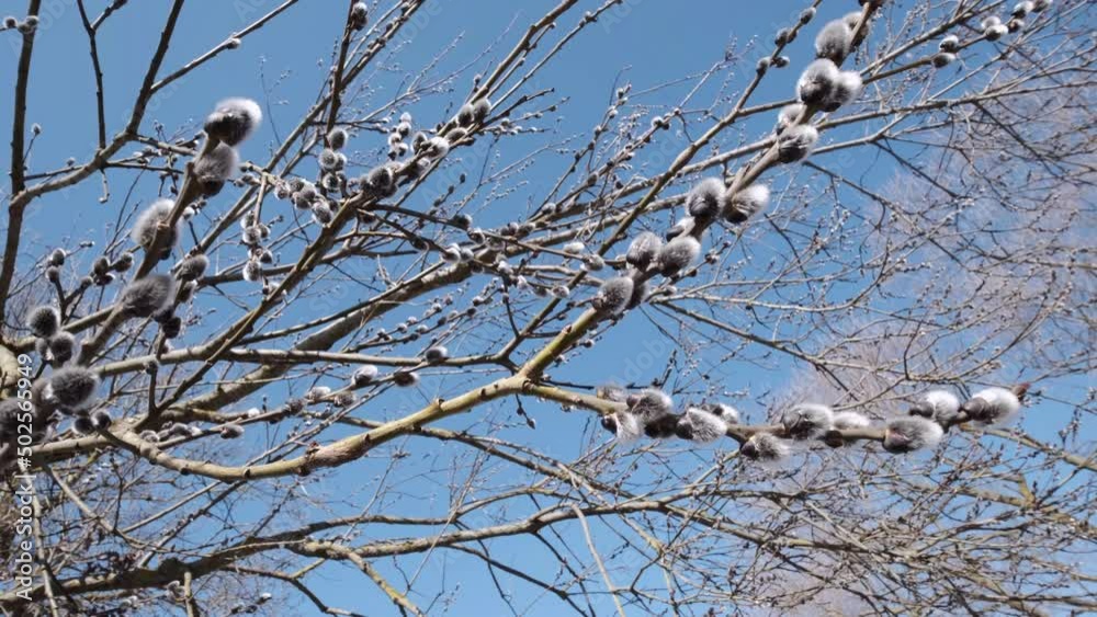 focus on pussy willow branches on big tree by sunny spring day, bottom view with rotation of camera
focus on pussy willow branches on big tree by sunny spring day, bottom view with rotation of camera