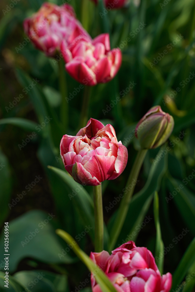 Pink tulips with white edges. Peony styled tulip. Growing in a flower garden outdoors. Pink tulips with white edges. Peony styled tulip. Growing in a flower garden outdoors.