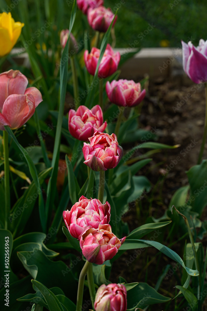 Fototapeta premium Pink tulips with white edges. Peony styled tulip. Growing in a flower garden outdoors. 
