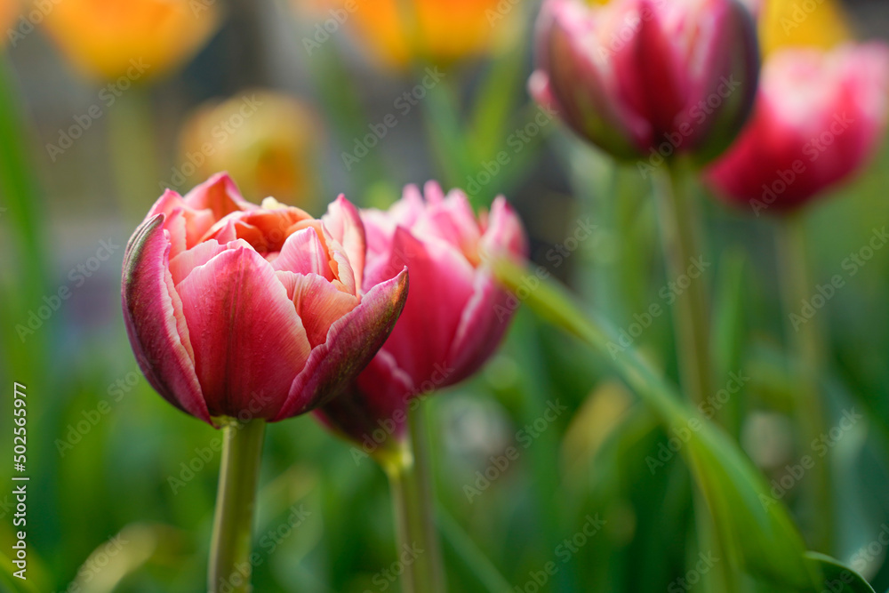 Pink tulips with white edges. Peony styled tulip. Growing in a flower garden outdoors. 
