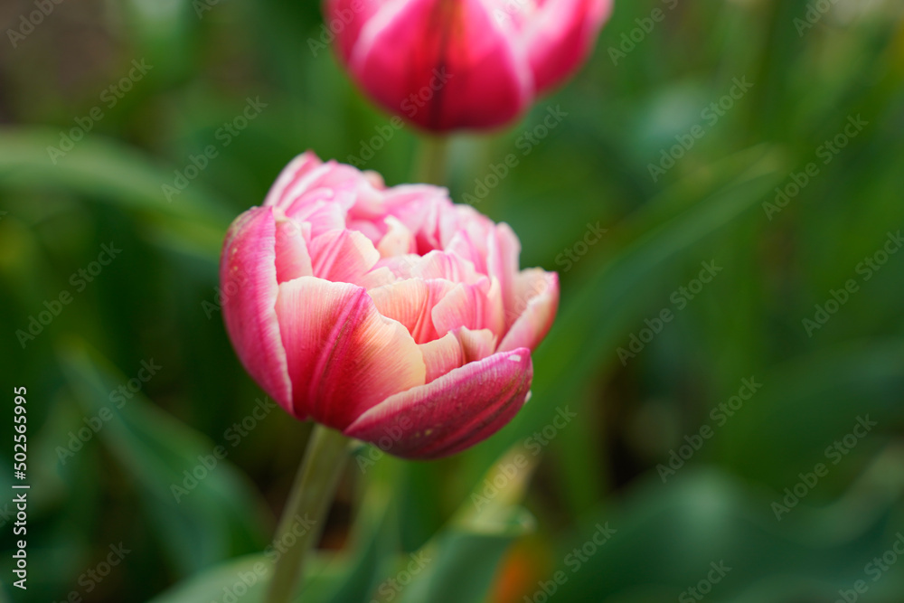 Pink tulips with white edges. Peony styled tulip. Growing in a flower garden outdoors. 