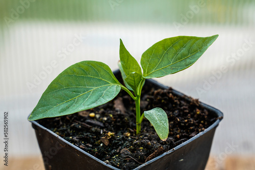 Healthy, green pepper plant in a planting container. Located in a greenhouse.