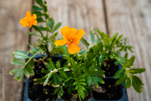 Orange, yellow marigold plant beginning to bloom in a greenhouse. 
