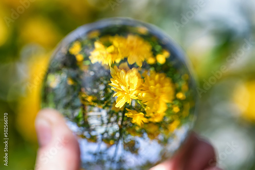 View of beautiful flowering yellow flower bush in garden through a crystal ball