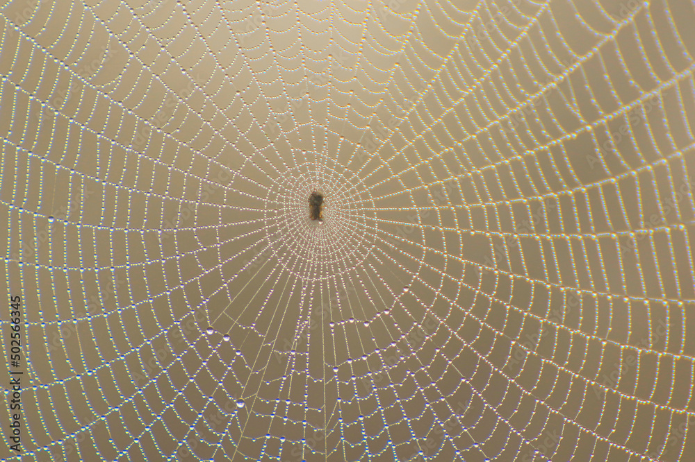 Obraz premium spider web with dew drops