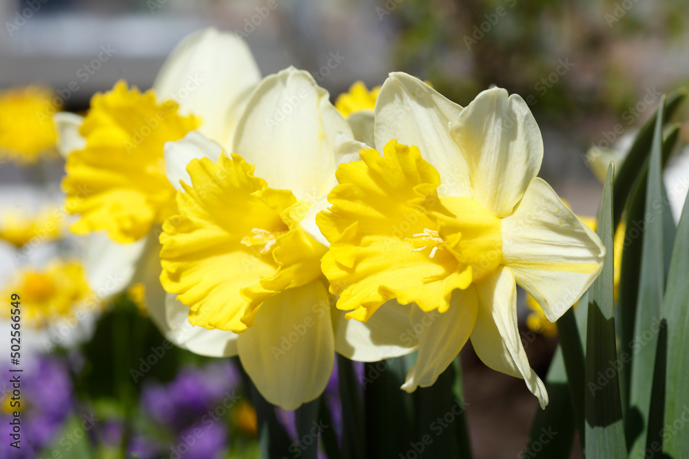 Weisse Narzissen, Narzissenblüte  (Narcissus Pseudonarcissus), Deutschland