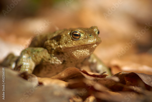 A frog on the ground among old, braun, semi mouldered leafs in short depth of focus on a sunny day