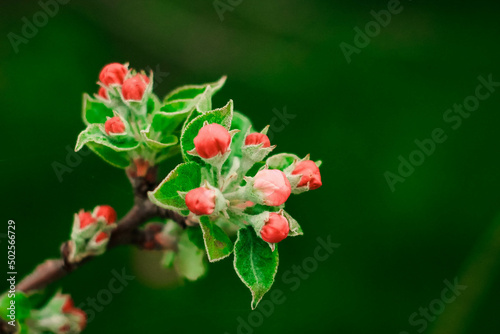 red and white flowers