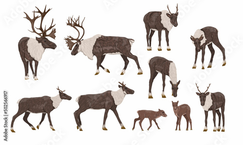 Reindeer set. Males, females and calves of caribou Rangifer tarandus. Wild animals of the tundra and taiga. Realistic vector photo