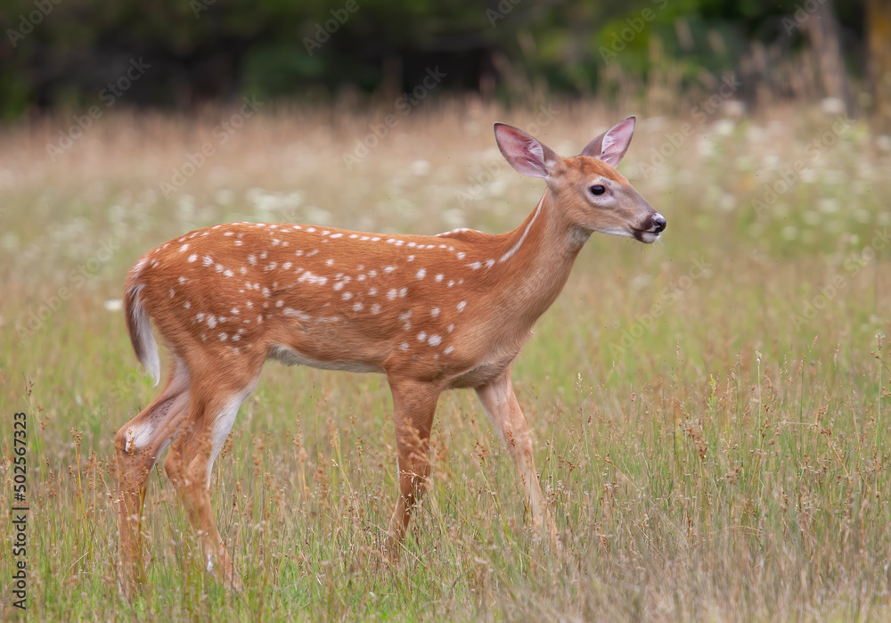 White-tailed deer fawn walking in the forest in Canada