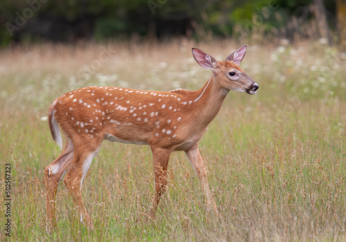 White-tailed deer fawn walking in the forest in Canada