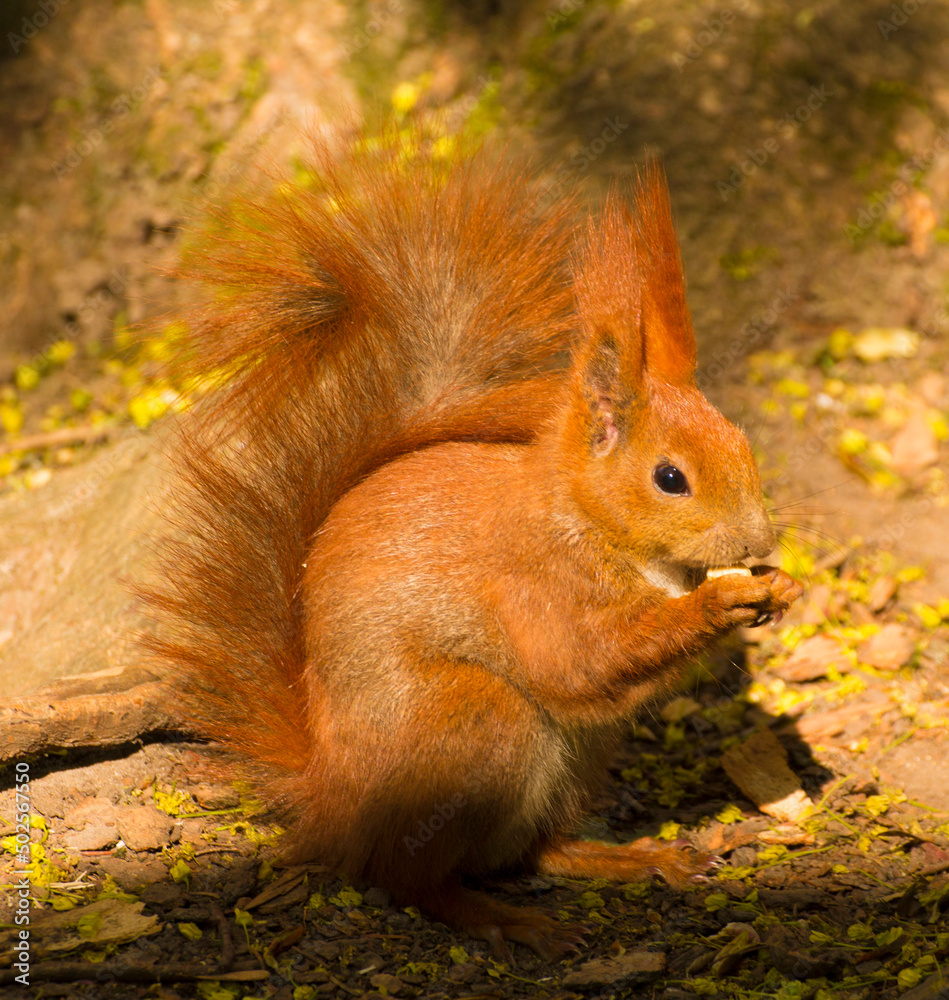 a red squirrel is sitting on the ground and is eating a hazelnut