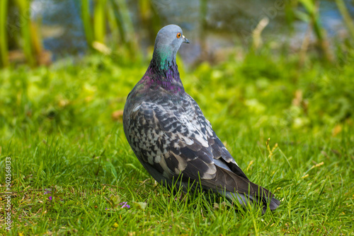 gray pigeon walks on green grass