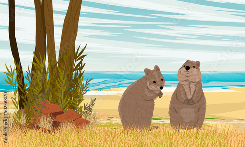 A pair of quokkas on the sandy beach of the ocean. Sandy coast with dry grass and red stones. Short-tailed scrub wallaby in Australia. Realistic vector 