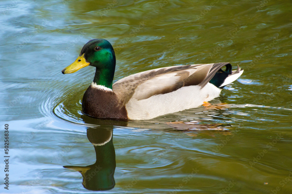Obraz premium a colorful male duck swims on a pond