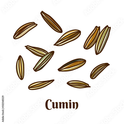Hand drawn vector illustration of cumin isolated on white background.