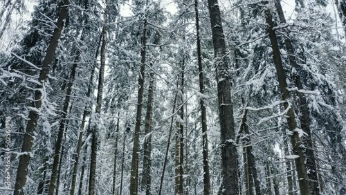 The camera moves among the trees in a snowy forest