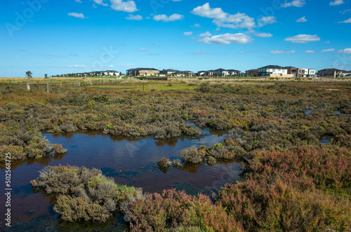 Plants in wetlands with a distant view of residential houses in the background. Concept of living environment, new estate development near nature conservation. Cheetham Wetlands. Point Cook Australia.