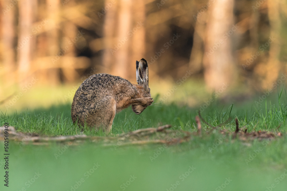 Fototapeta premium Zając zakrywa oczy