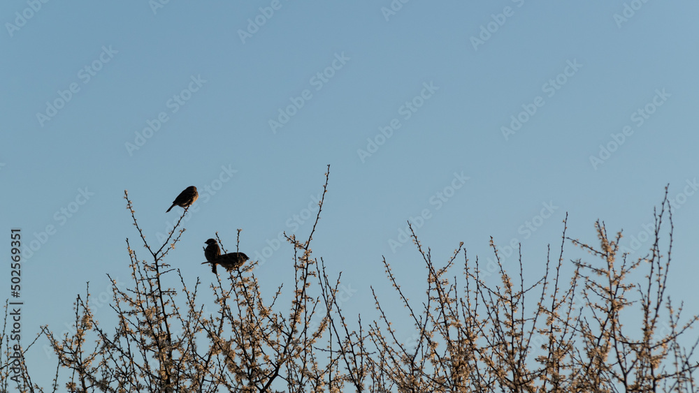 Three birds resting on twigs, wild sparrows are sitting on canopy of fruit tree in bloom in spring Three birds resting on twigs, wild sparrows are sitting on canopy of fruit tree in bloom in spring