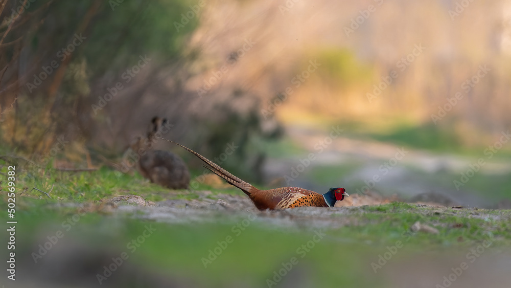 Fototapeta premium Zając i bażant