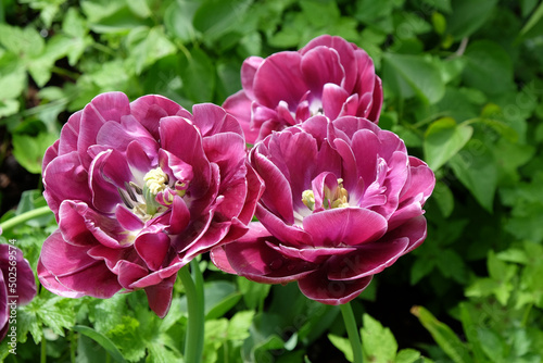 Double Tulip 'Dream Touch' in flower