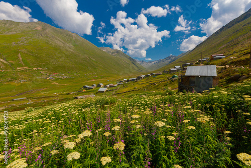 Persembe Plateau in the summer season. Highland houses and sheep grazing in the meadows. The most important Black Sea region travel destinations. Aybasti district, Ordu city, Turkey photo