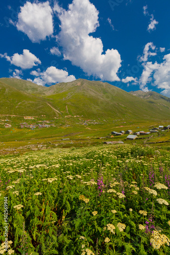 Persembe Plateau in the summer season. Highland houses and sheep grazing in the meadows. The most important Black Sea region travel destinations. Aybasti district, Ordu city, Turkey photo