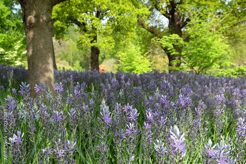 Wallpaper Mural Sweeping displays of Camassias in flower. Torontodigital.ca
