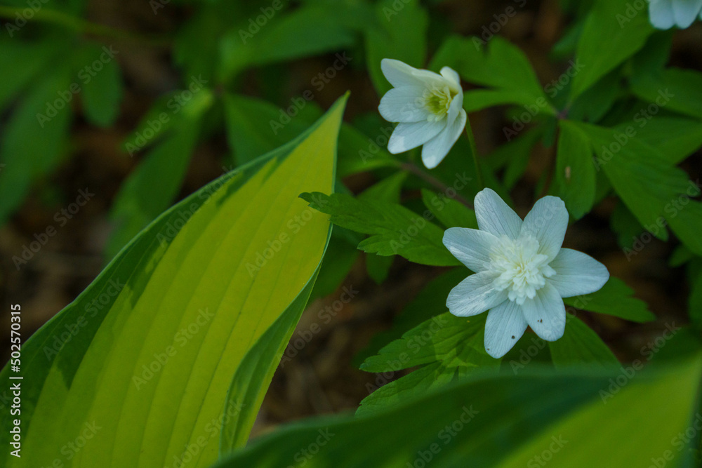 Fototapeta premium 白く可愛いヤブイチゲ