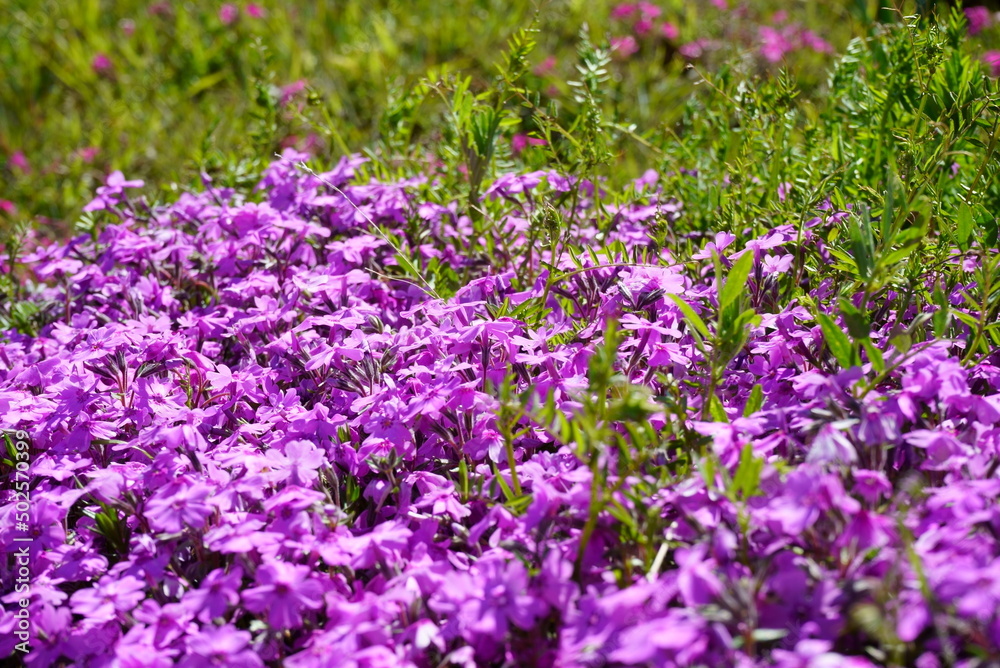 Park where moss phlox blooms Park where moss phlox blooms