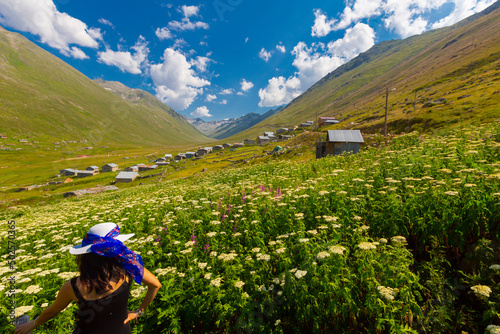 Persembe Plateau in the summer season. Highland houses and sheep grazing in the meadows. The most important Black Sea region travel destinations. Aybasti district, Ordu city, Turkey photo