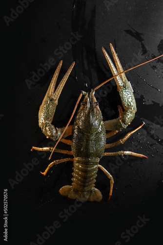 Common crayfish, live, crustaceans. Lobster. Black background. space for text, selective focus. The concept of gourmet food, delicacy, dietary meat. Vertical photo
