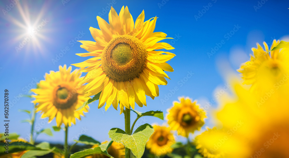 Obraz premium Sonnenblume im Gegenlicht