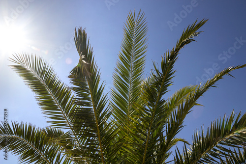The top of the palm tree against the blue sky  the rays of the sun
