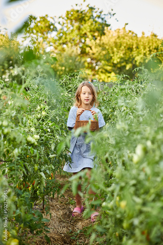 Little kid girl with basket in hand, having fun, harvest of organic red tomatoes at home gardening
