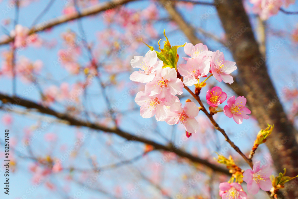 桜咲く 桜咲く