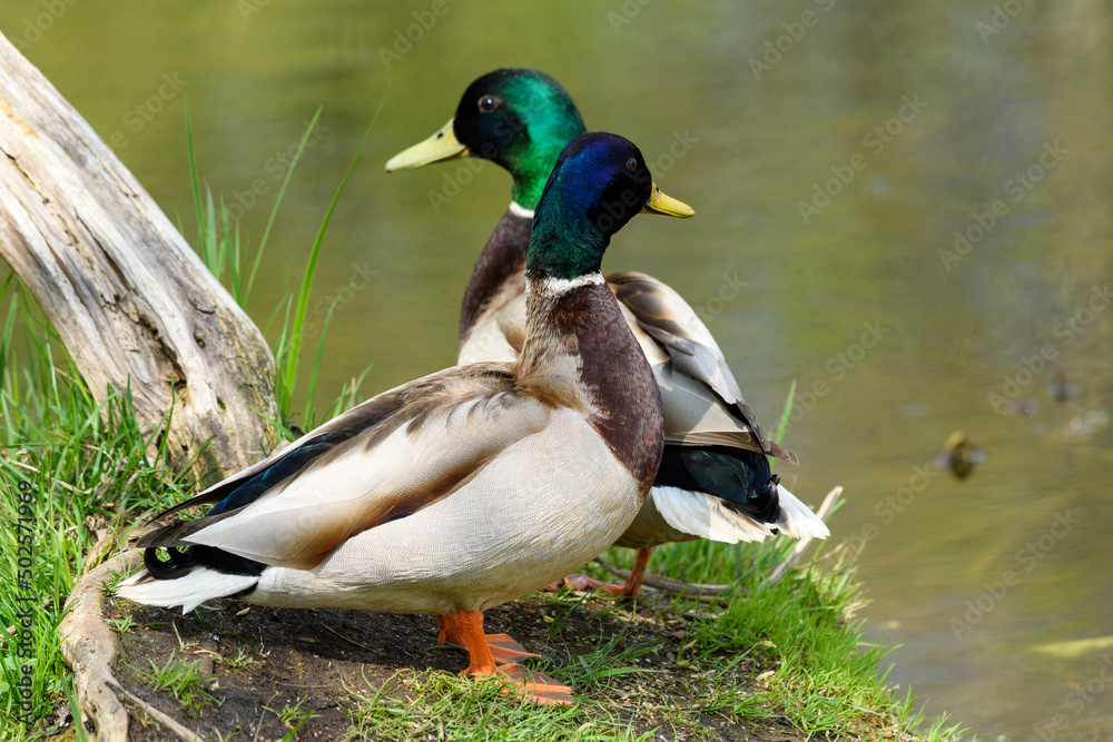 Fototapeta premium Ducks