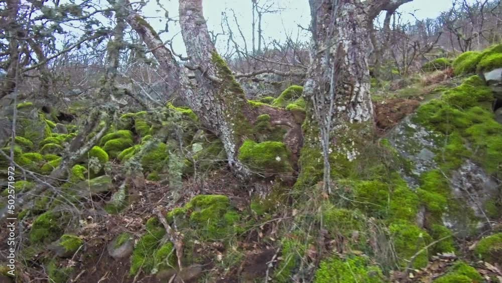 Green moss growing on bark of a tree trunk. Green moss covered the stones and bark of a trees in the forest. Green moss growing on bark of a tree trunk. Green moss covered the stones and bark of a trees in the forest.