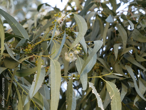 Small fragrant white eucalyptus flowers on a background of green leaves and buds. Flowering of medicinal plants in a natural environment on a sunny spring day.