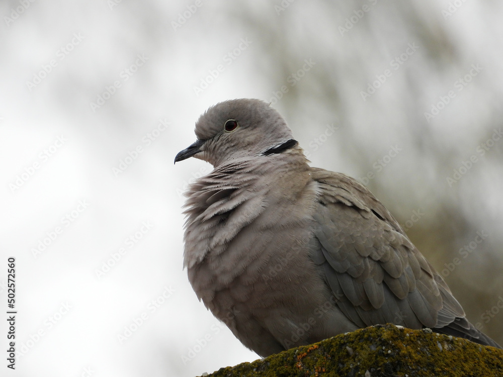 collared dove sitting on the roof collared dove sitting on the roof