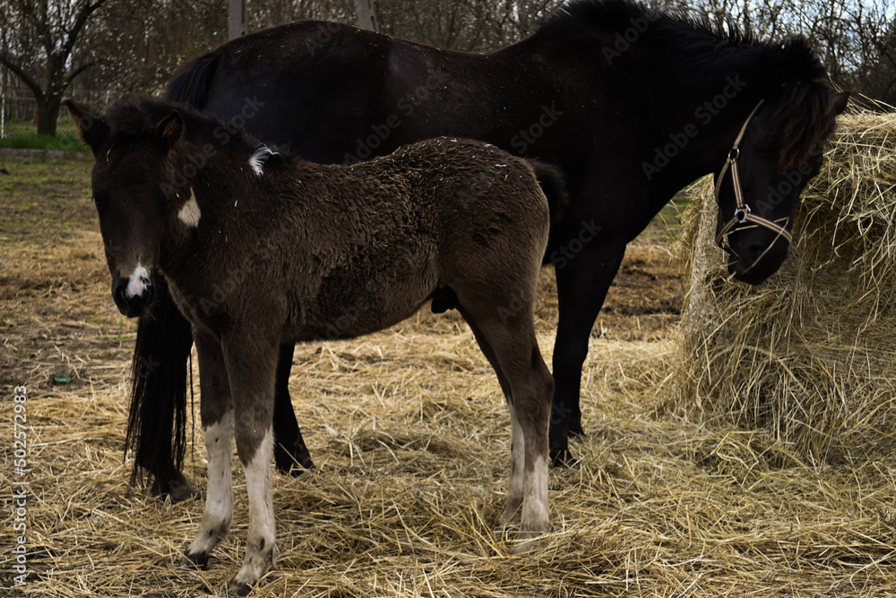 foal with mare foal with mare