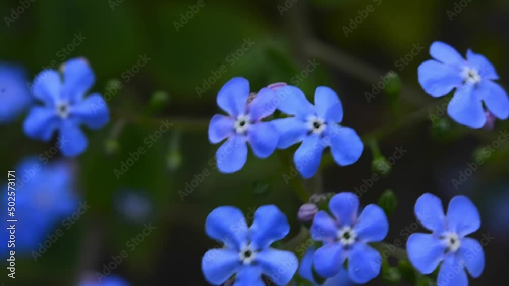 Forget-me-not flower macro with bright green leaves in the rays of the sun. Blue flowers on a green background. Blooming flowers nature background. Closeup of Myosotis sylvatica, little blue flowers Forget-me-not flower macro with bright green leaves in the rays of the sun. Blue flowers on a green background. Blooming flowers nature background. Closeup of Myosotis sylvatica, little blue flowers