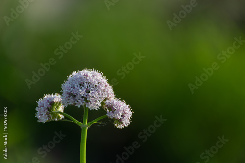 Kwitnąca zdrowa roślina, kozłka lekarskiego ( Valeriana officinalis). Zielone rozmyte tło. © Grzegorz
