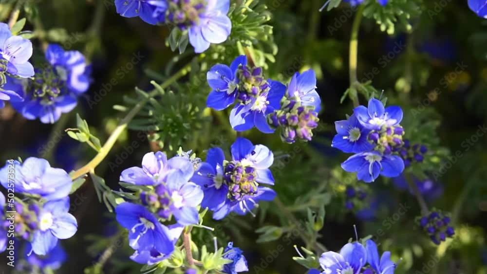 Blue, lilac and violet color Summer Phloxes (Phloxes Paniculate) Blue Paradise flower in a garden in July Blue, lilac and violet color Summer Phloxes (Phloxes Paniculate) Blue Paradise flower in a garden in July